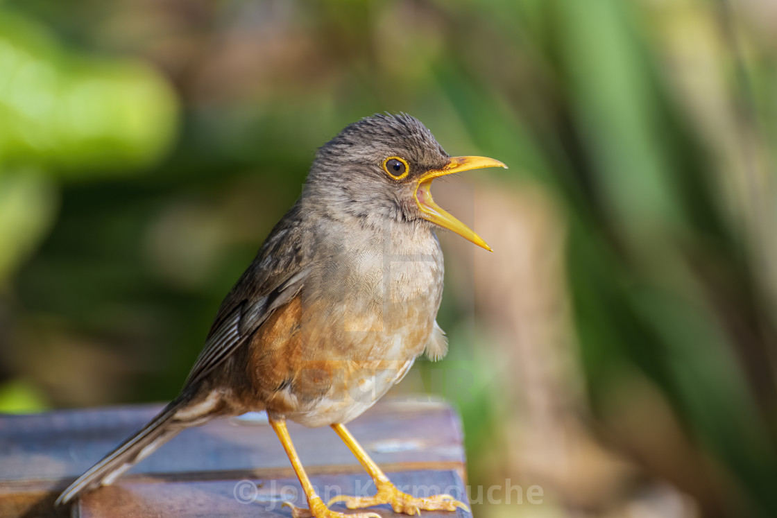 "Christmas Island Thrush" stock image