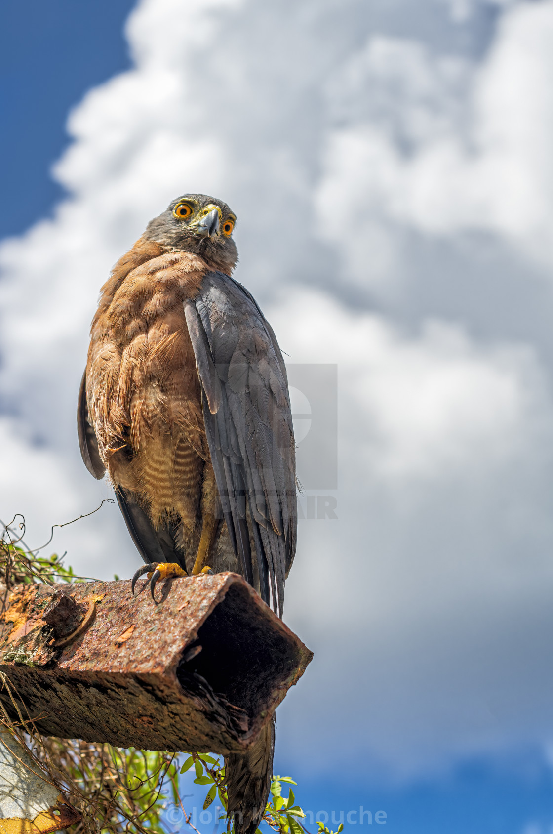 "Christmas Island Goshawk" stock image