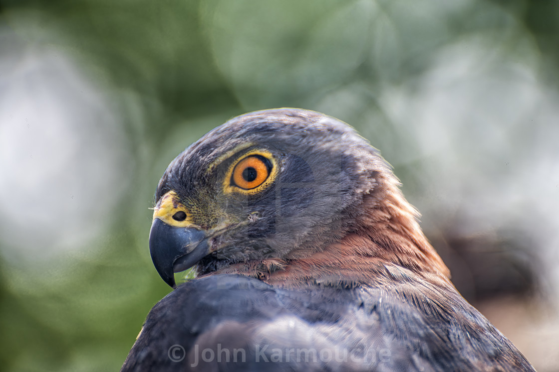 "Portrait of a Christmas Island Goshawk" stock image