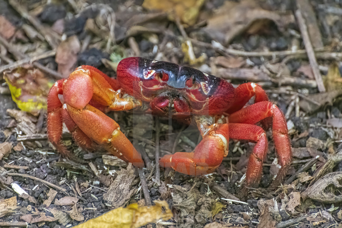 "Christmas Island Red Crab" stock image