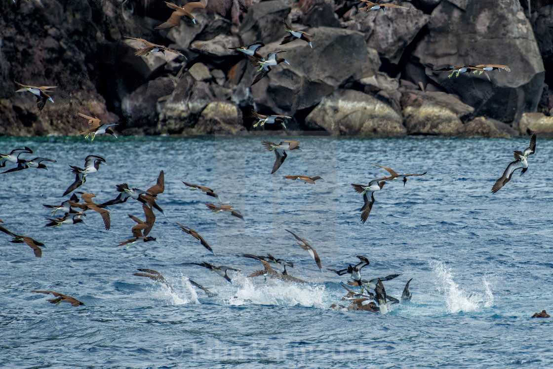 "Diving Boobys" stock image