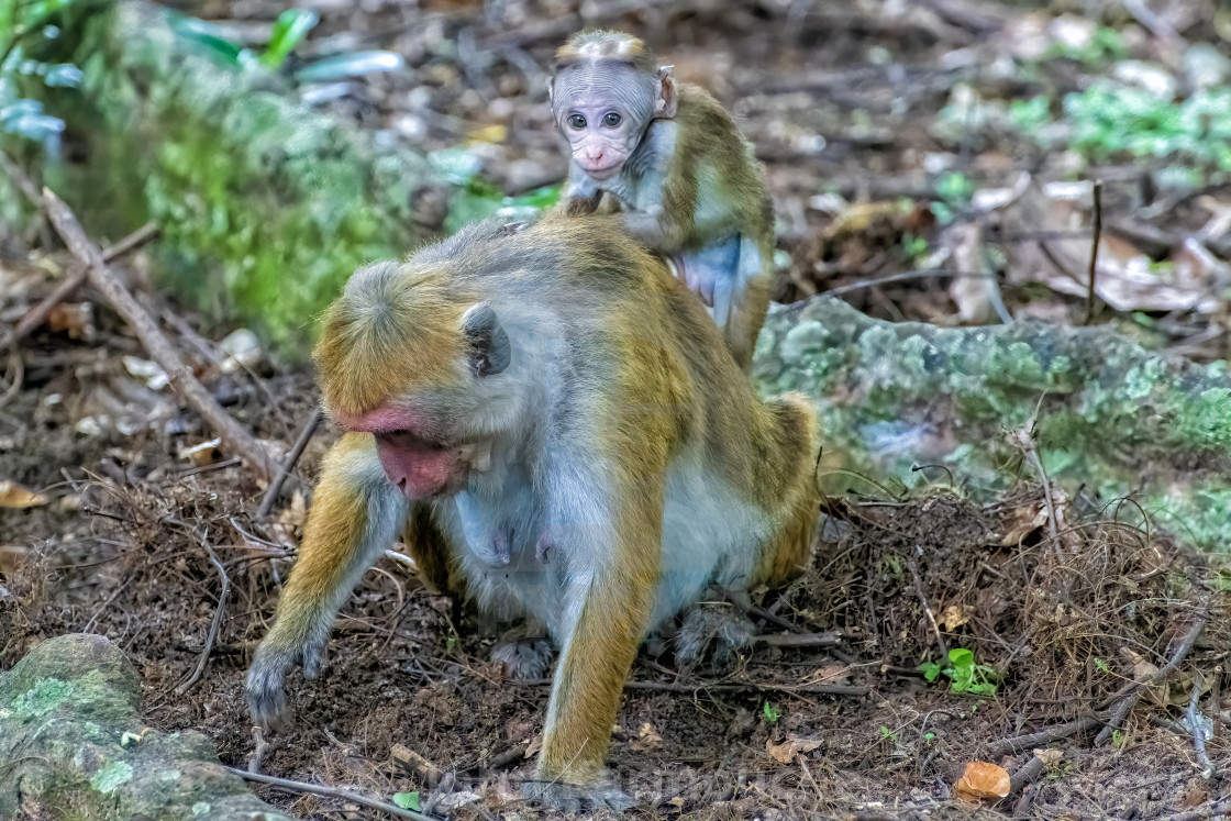 "Toque Macaque Mother and Infant" stock image
