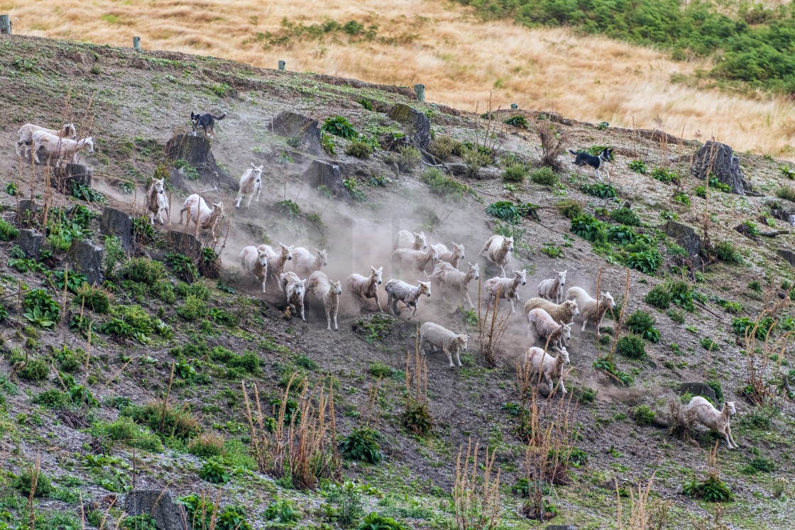 "Sheep Dogs Herding Sheep" stock image