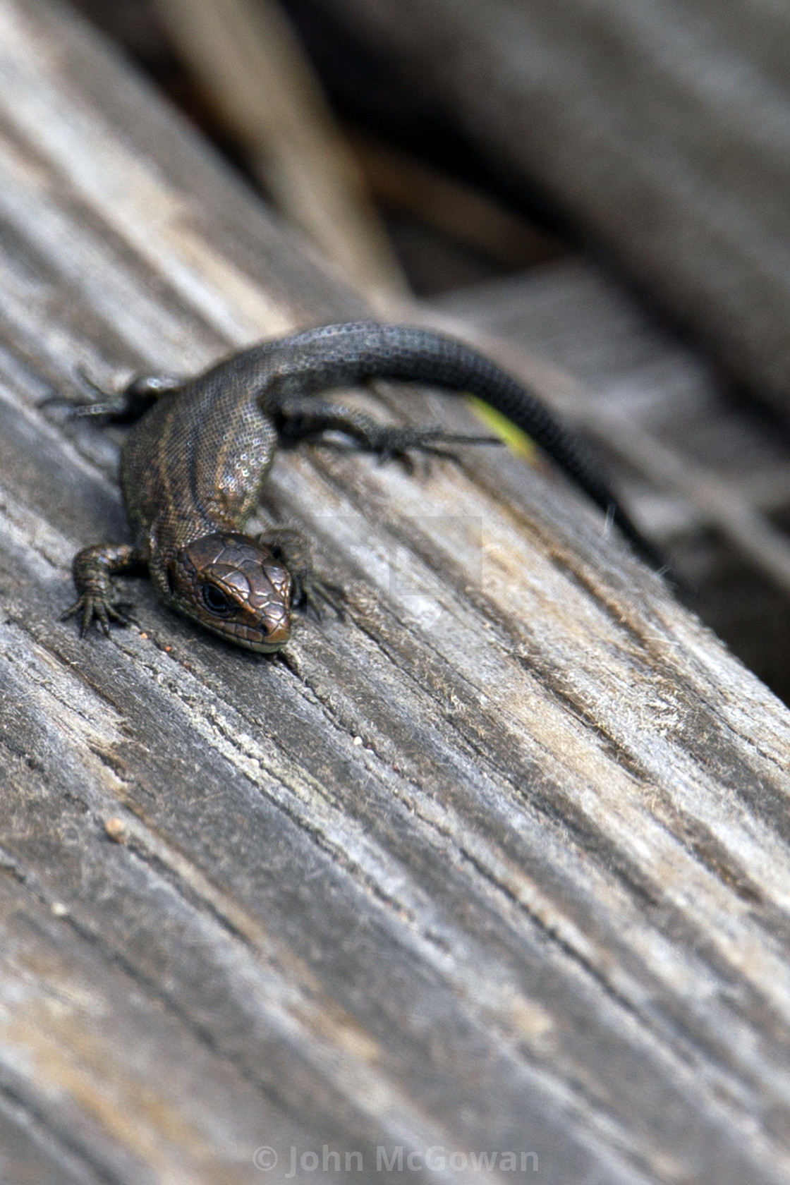 "A Common Lizard, Handa Island, Scottish Highlands" stock image