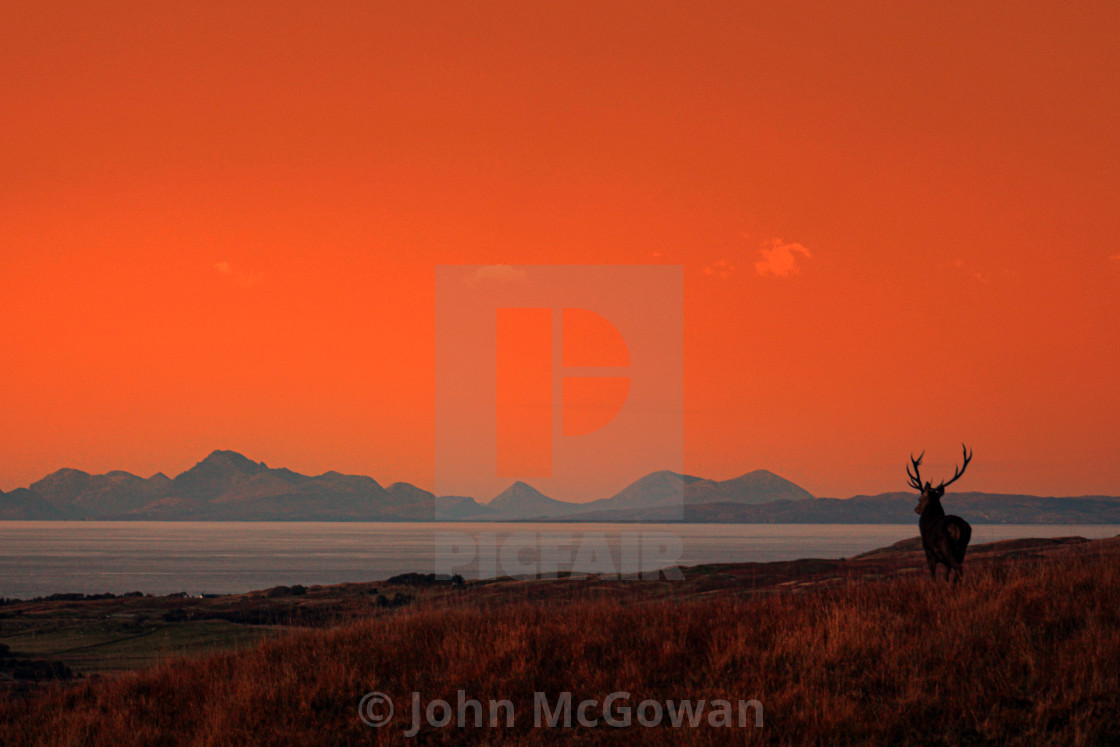 "Highland Stag, Gazing Towards Muck, Eeigg and Rum" stock image