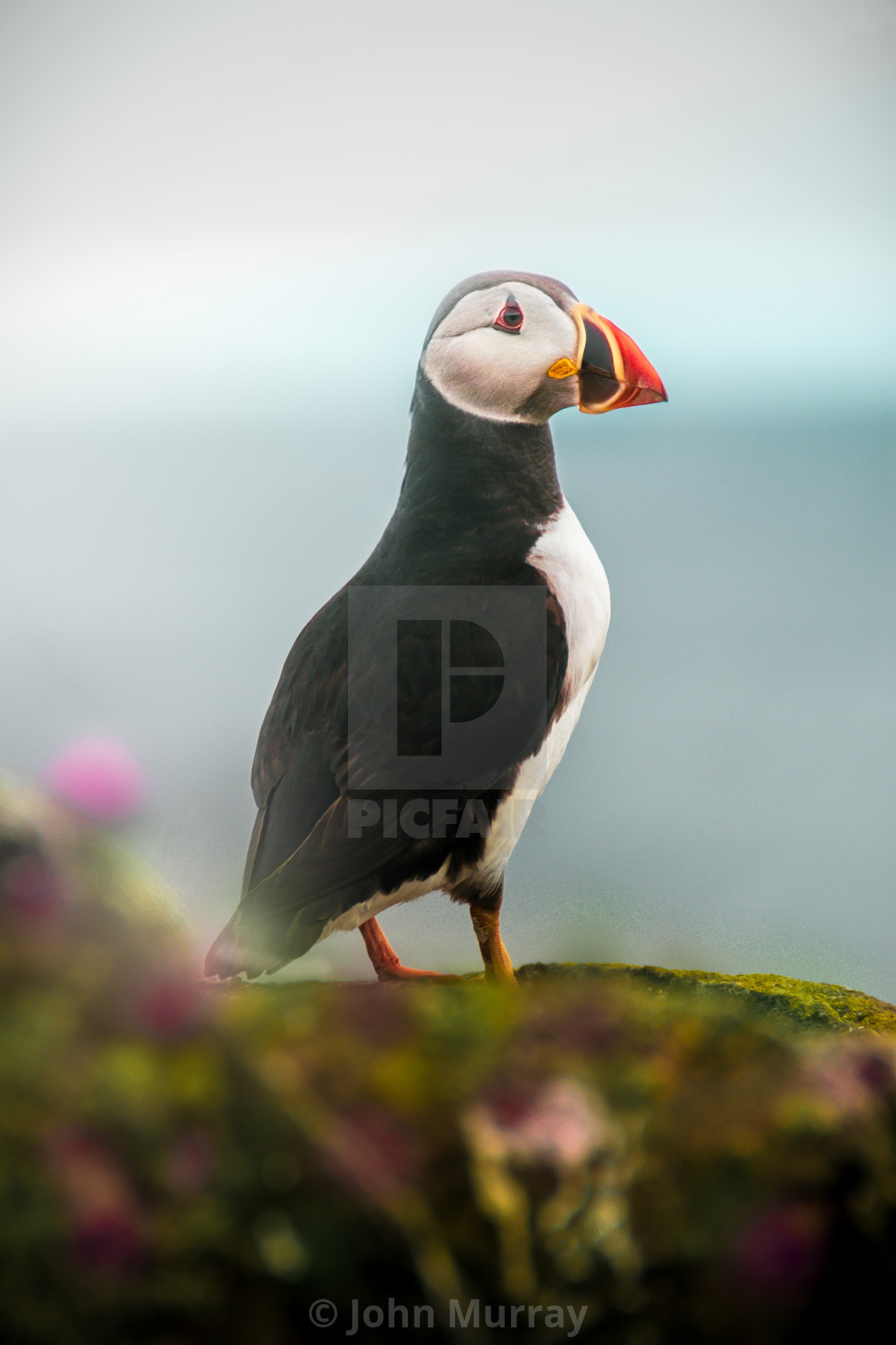 "Isle of May Puffin" stock image