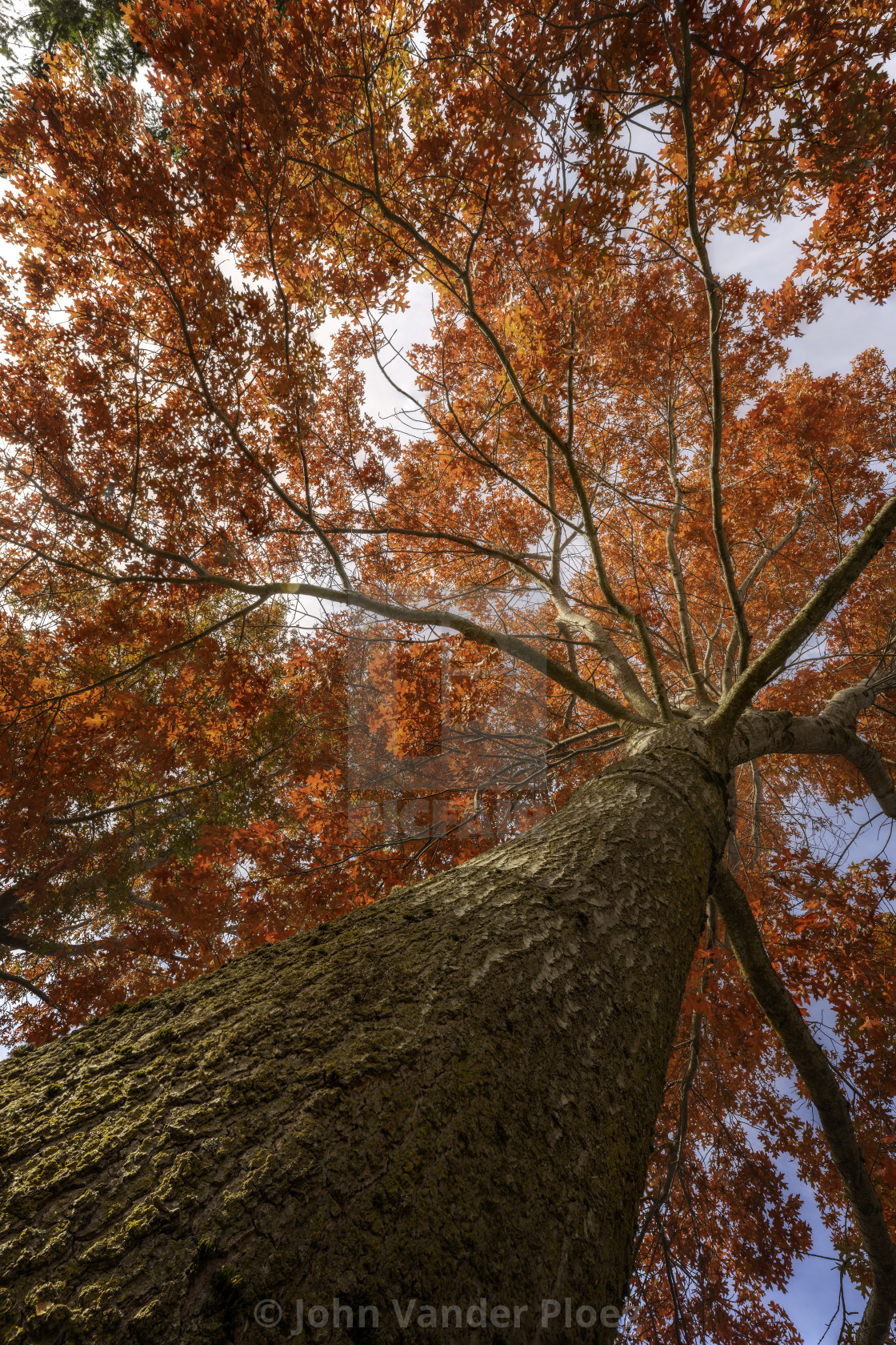 "Autumn Tree" stock image