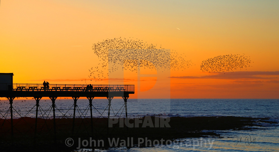 "Starlings arriving for their roost" by John Wall Photography - $15.26 "Starlings arriving for their roost" stock image
