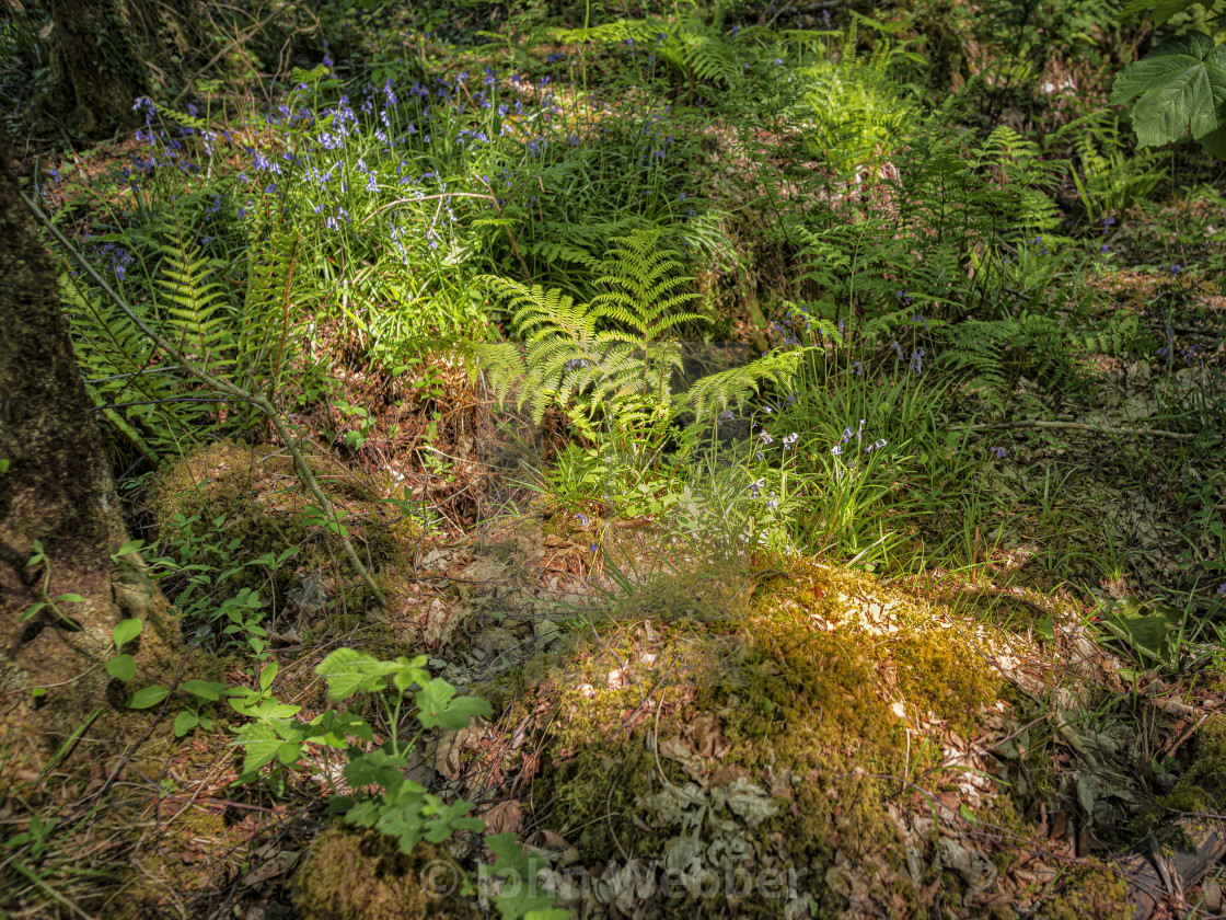 "New Forest Life" stock image