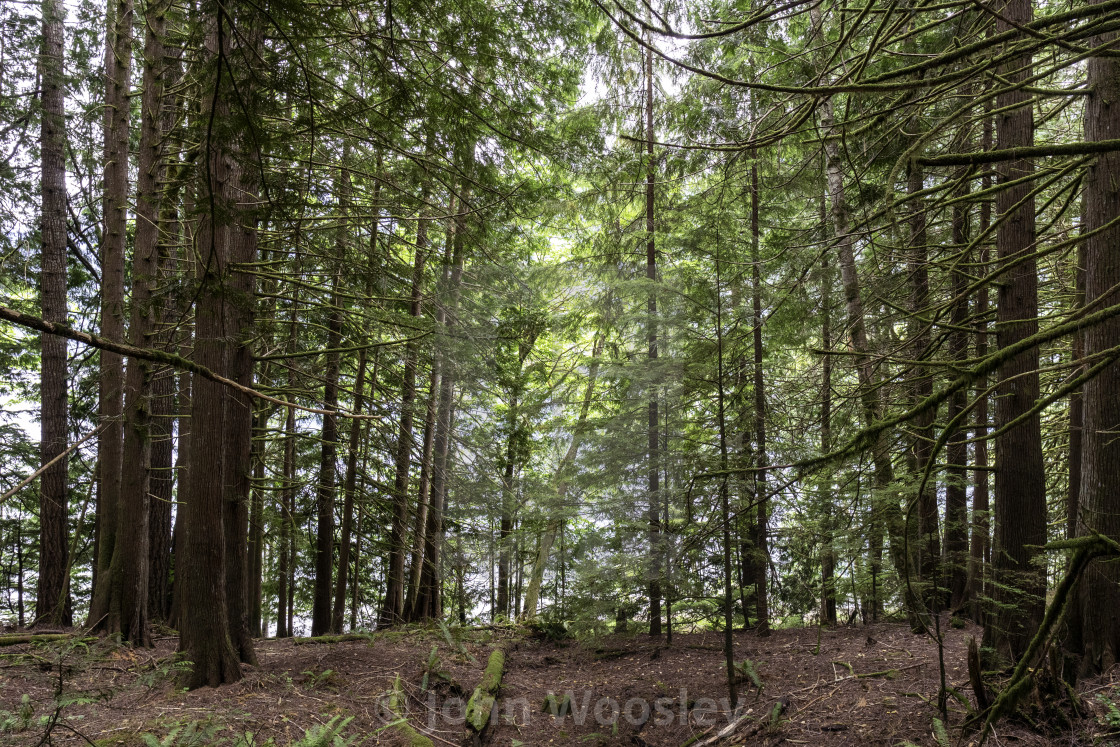 "Lake behind the trees" stock image