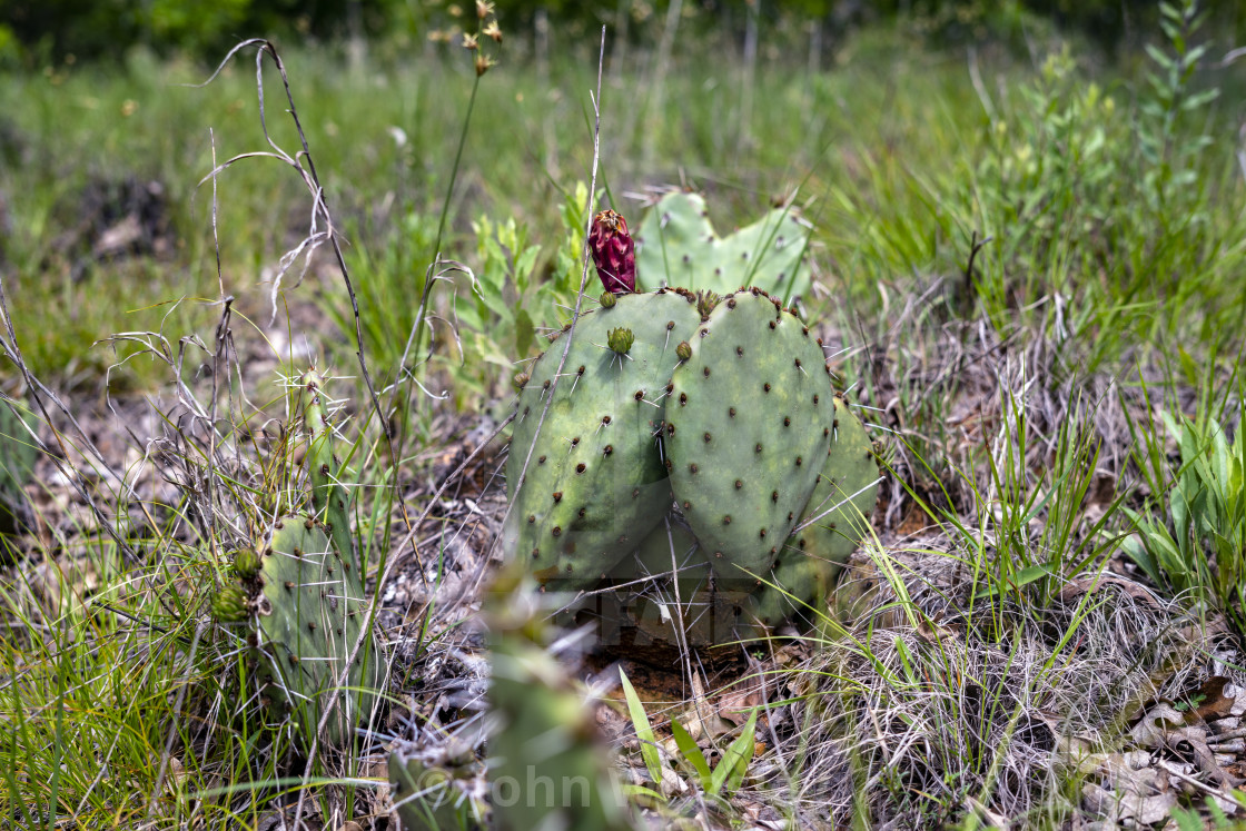 "Cactus near Sunset Texas" stock image