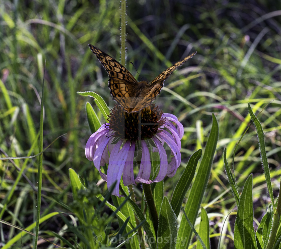 "Monarch enjoying Echinacea." stock image