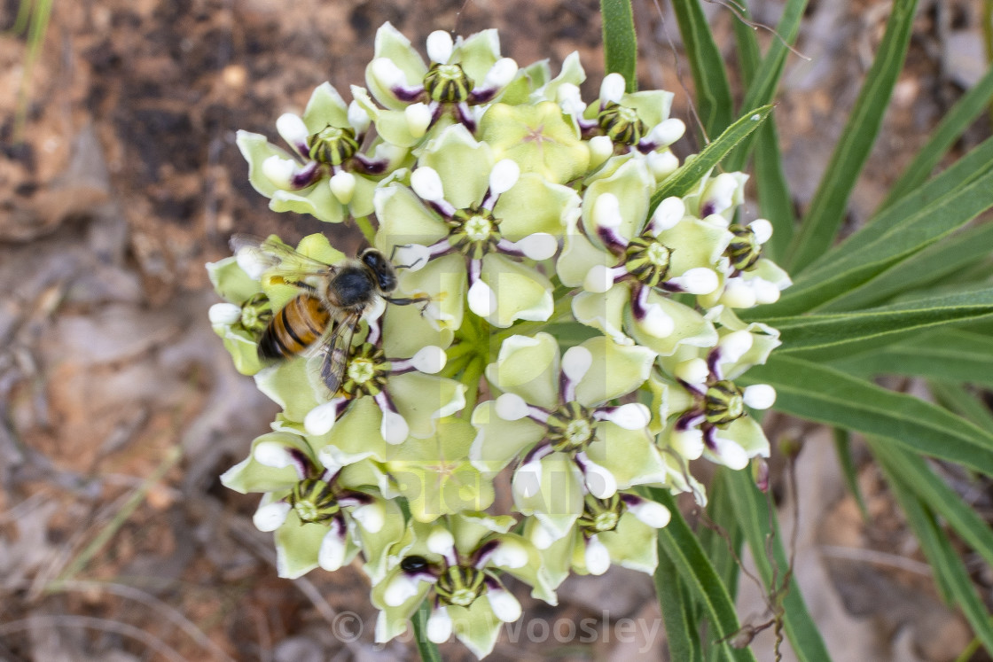 "Honey bee on green milkweed" stock image