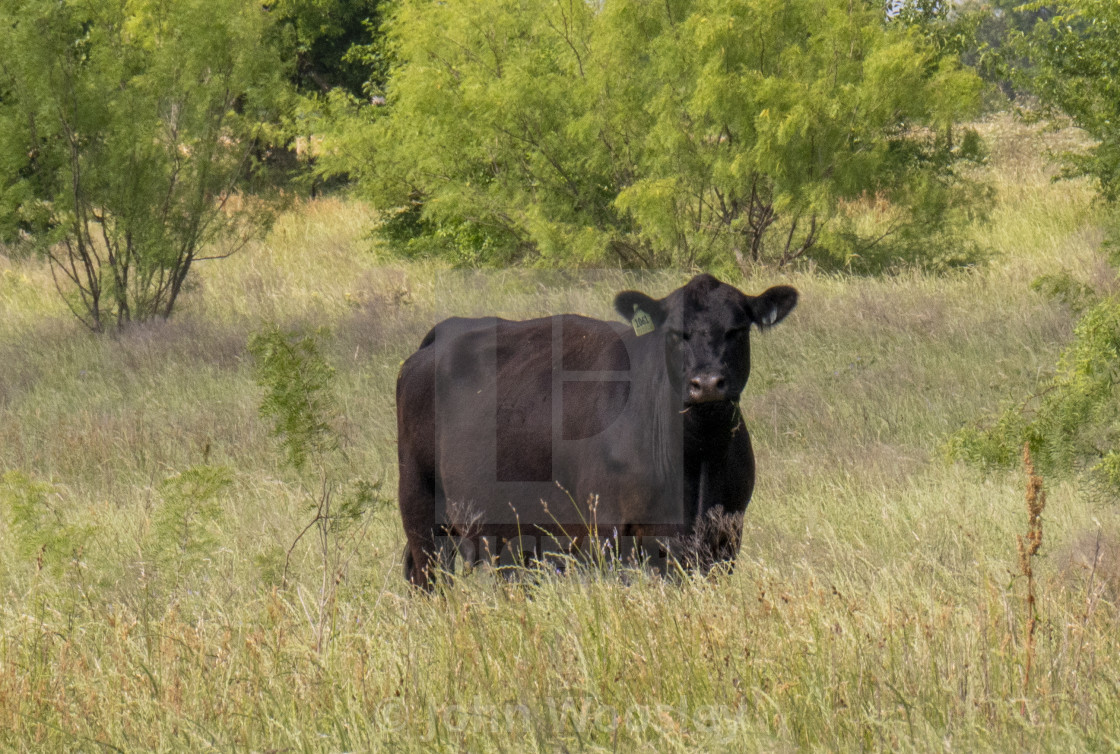 "Cow staring at me" by John Woosley - $6.32 "Cow staring at me" stock image