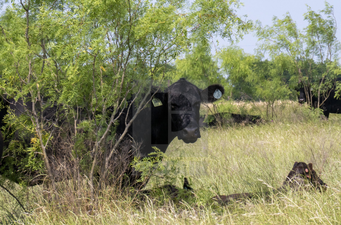 "Cow and her calf" stock image