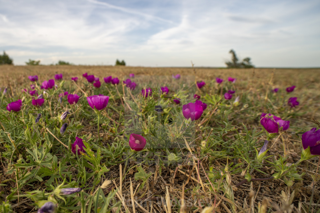 "Purple poppy" stock image