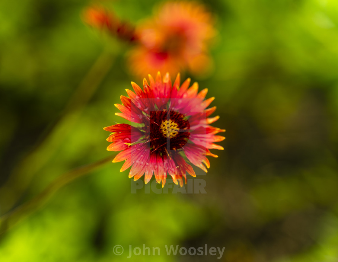 "Water on Indian blanket" stock image