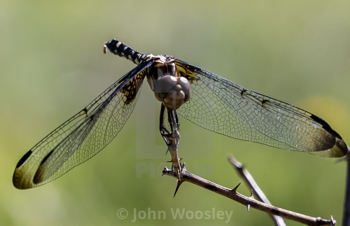 "Dragonfly" stock image