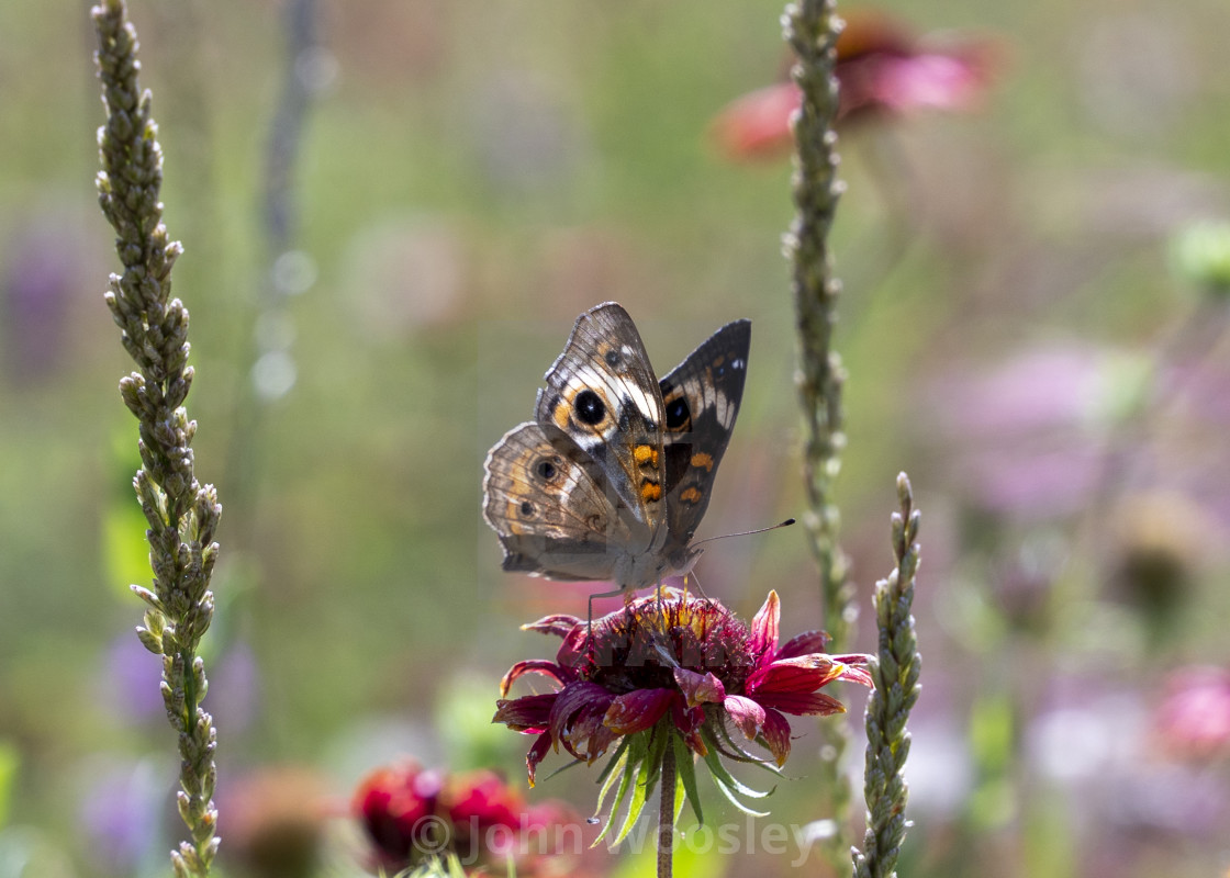 "Monarch Butterfly" stock image