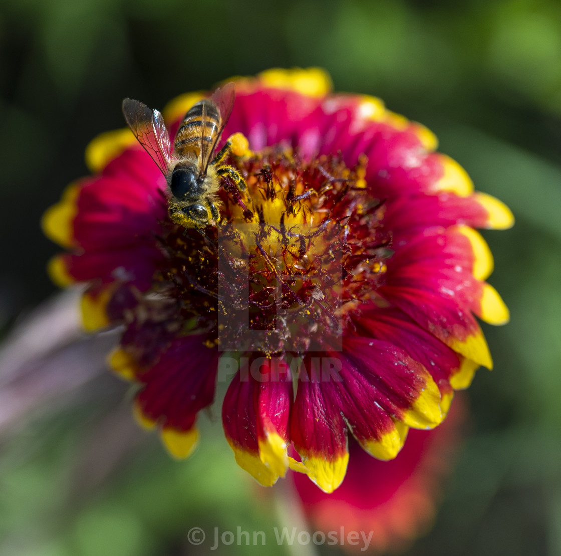 "Bee getting pollen" stock image