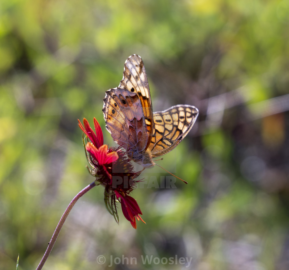 "Butterfly drinking happily" by John Woosley - $6.28 "Butterfly drinking happily" stock image