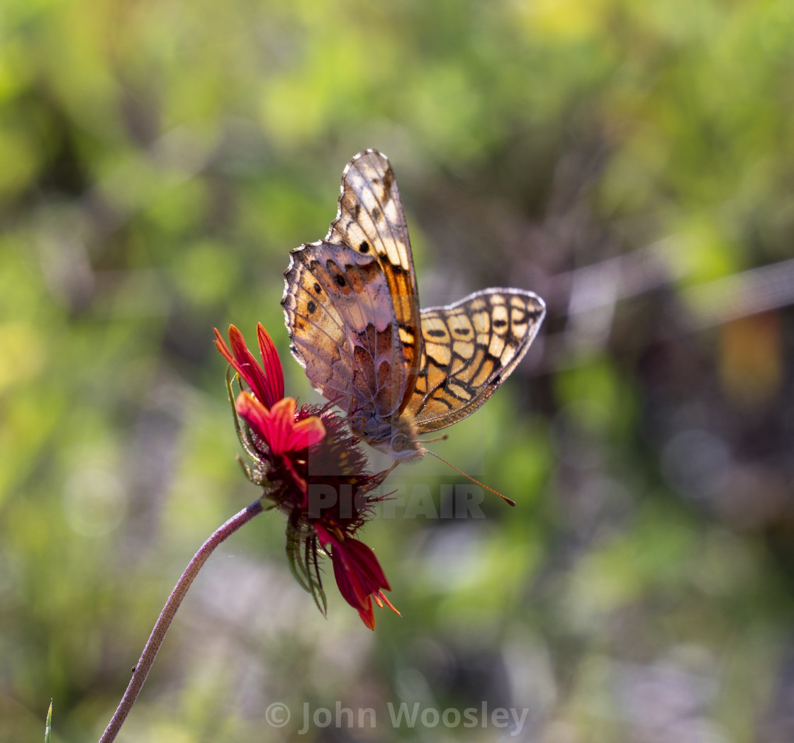 "Butterfly drinking happily" stock image