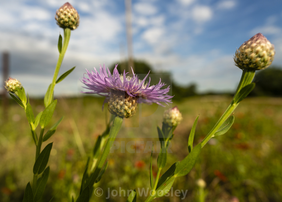 "Basket flowers" stock image