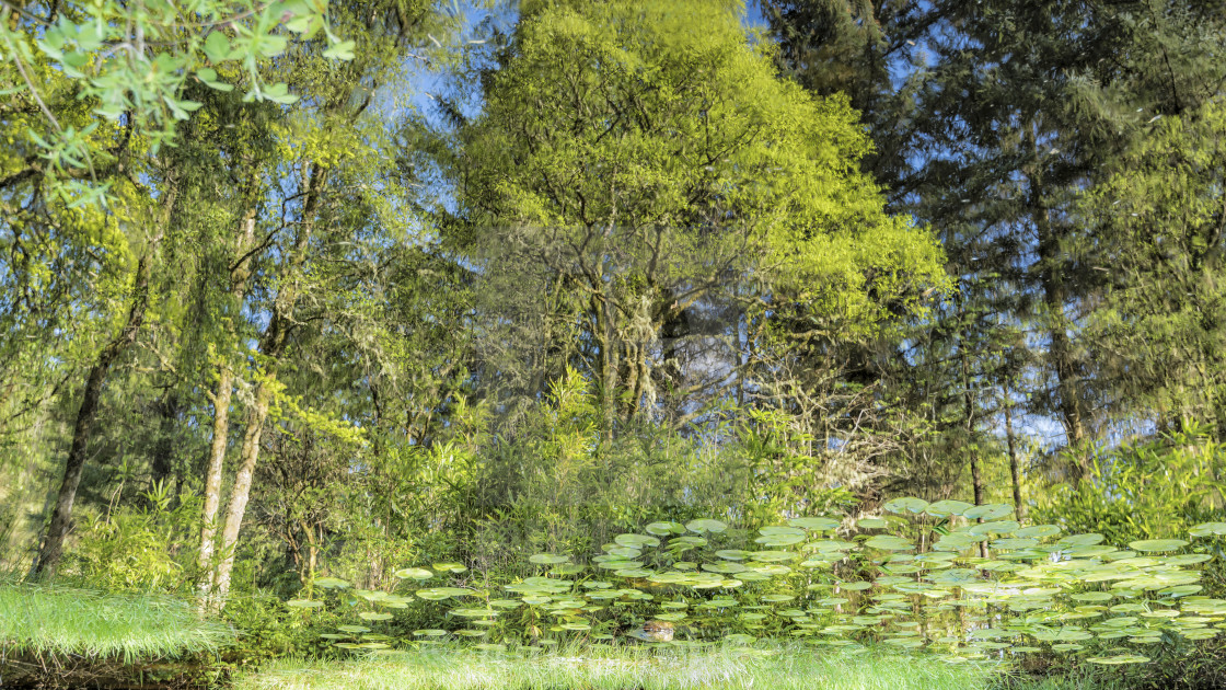 "Enchanted Forest" by John webber - £12.00 "Enchanted Forest" stock image