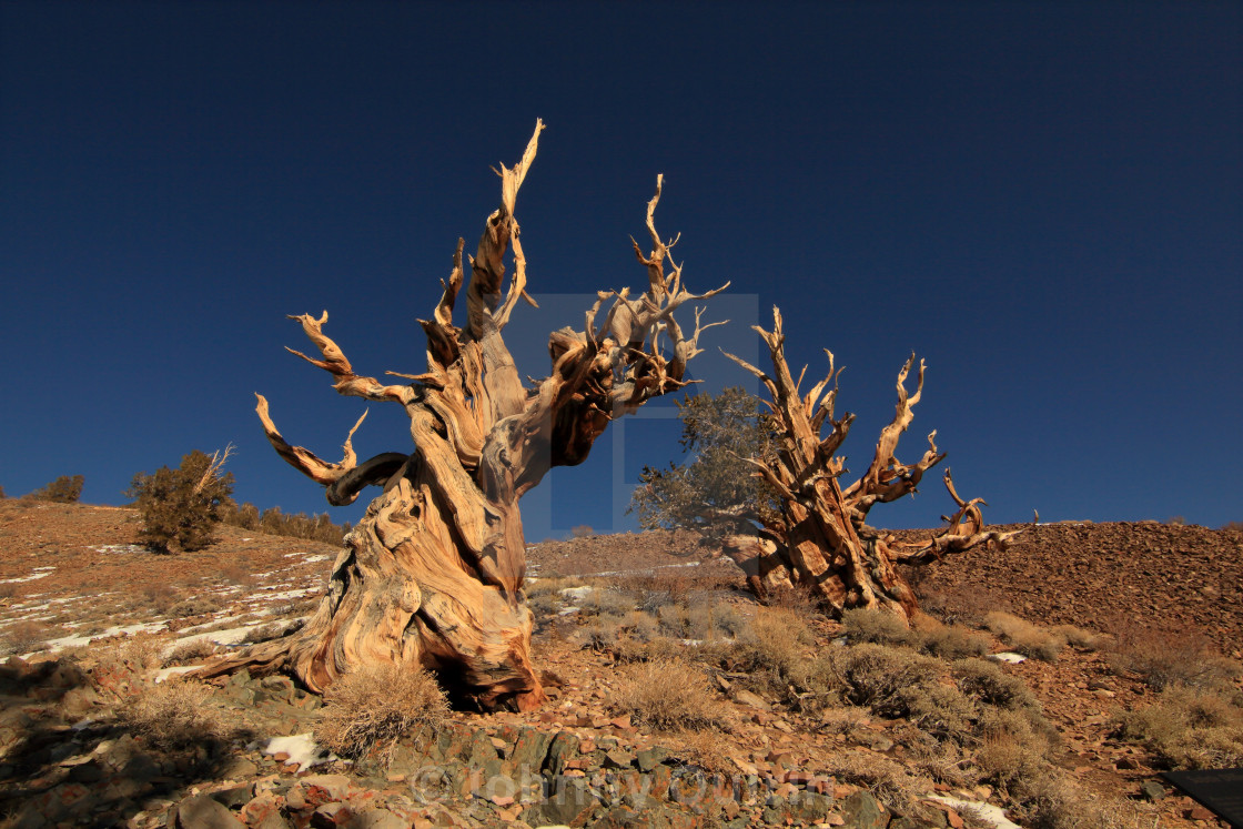 "Bristlecone Pine" stock image