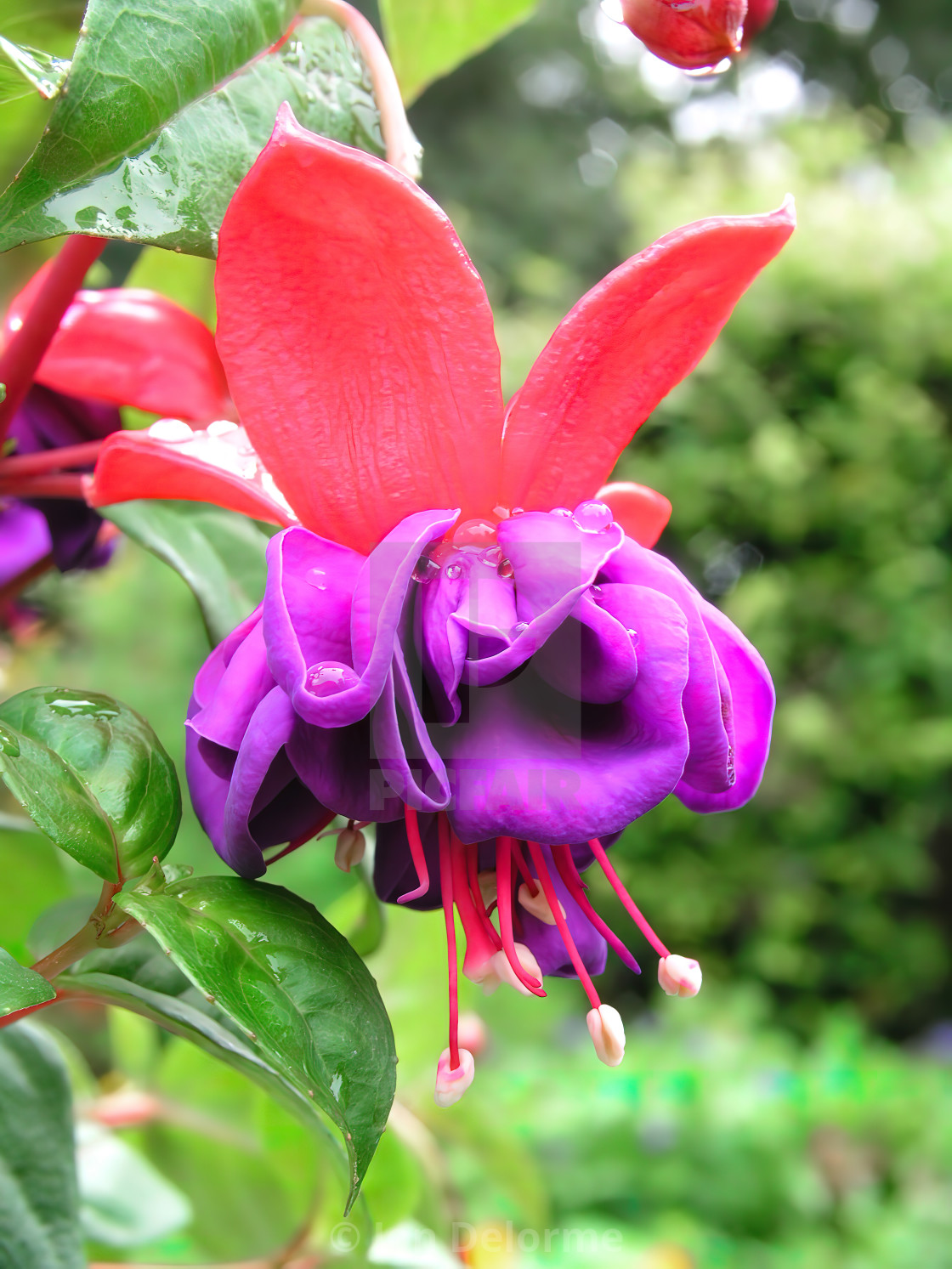 "Fuchsia in red and purple." stock image