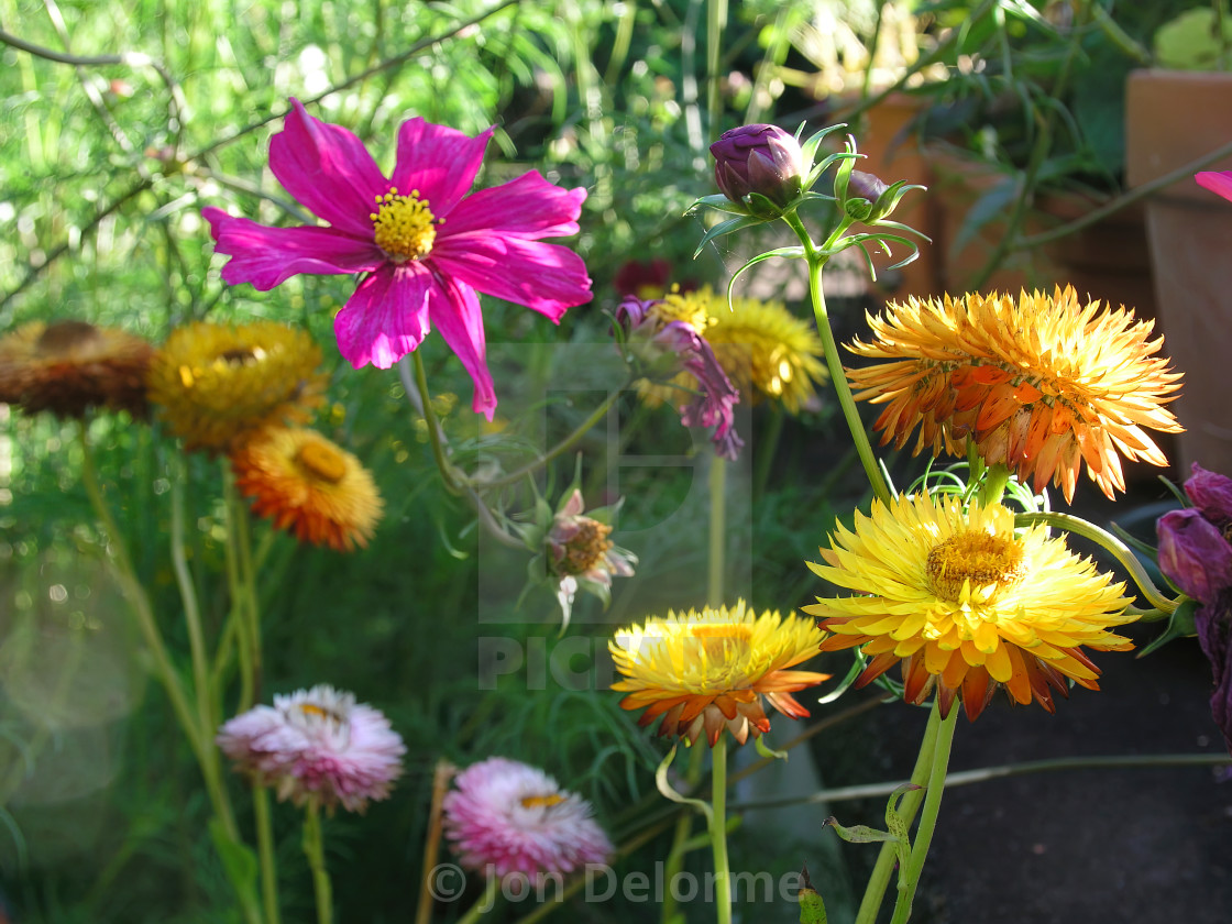 "Helichrysum, Everlasting Flowers and Cosmos" stock image