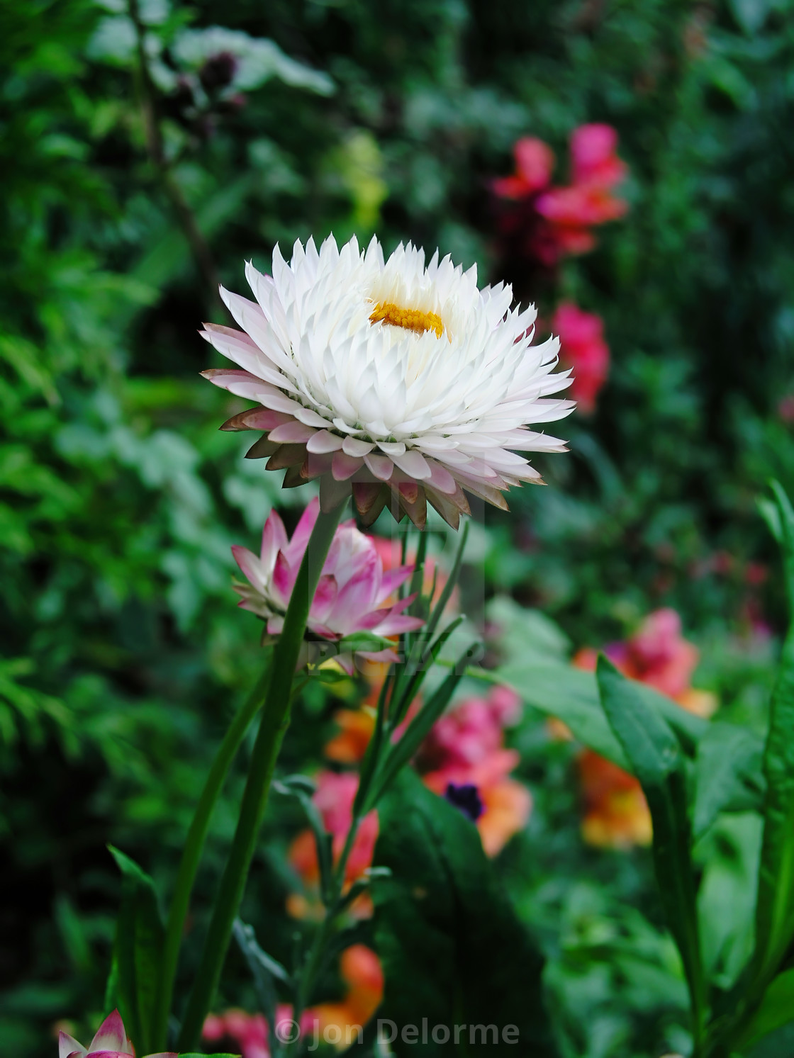 "White Helichrysum, Everlasting Flowers" stock image