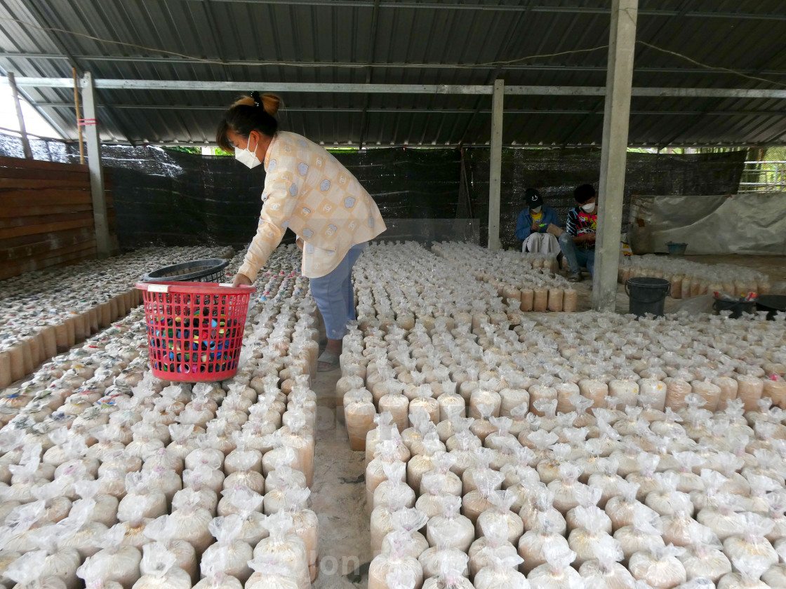 "Thailand. The mushroom farm, Suan Phueng" stock image