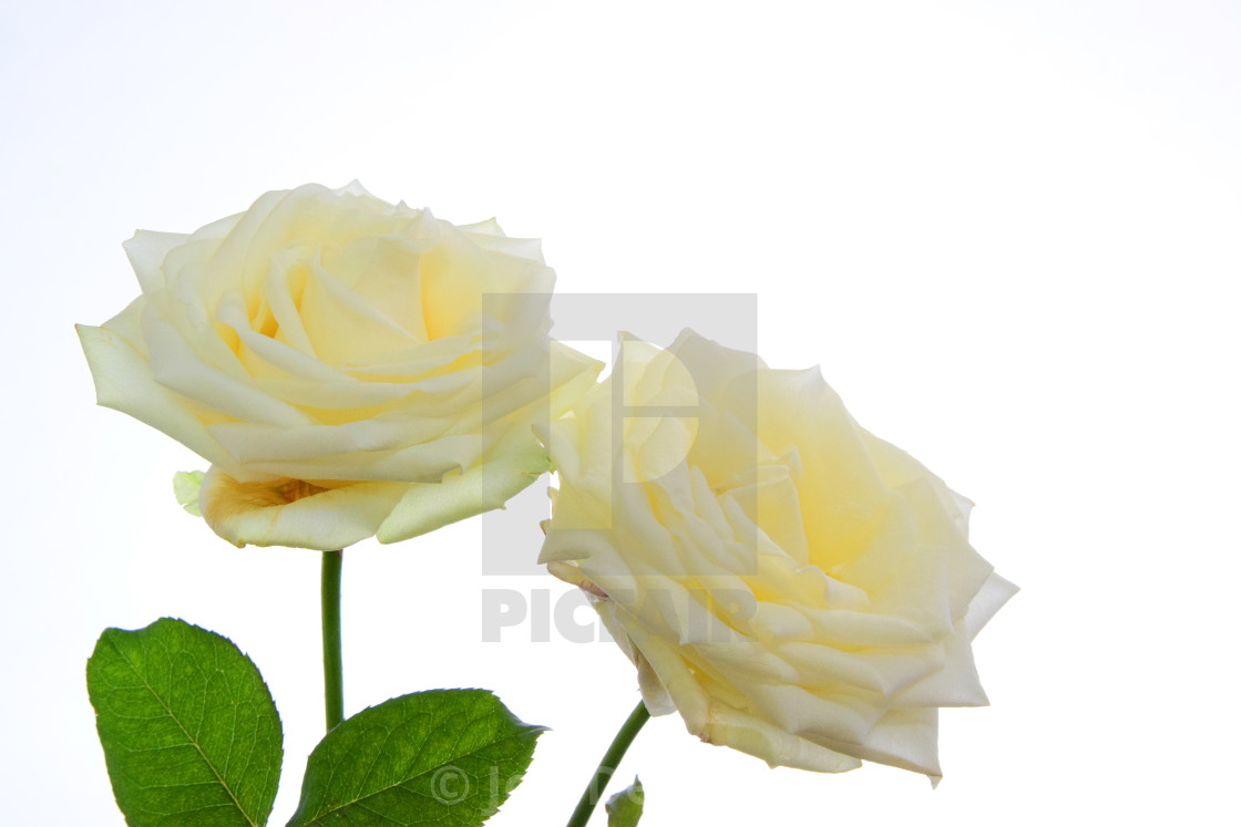 "Yellow Roses on white, studio florals" stock image