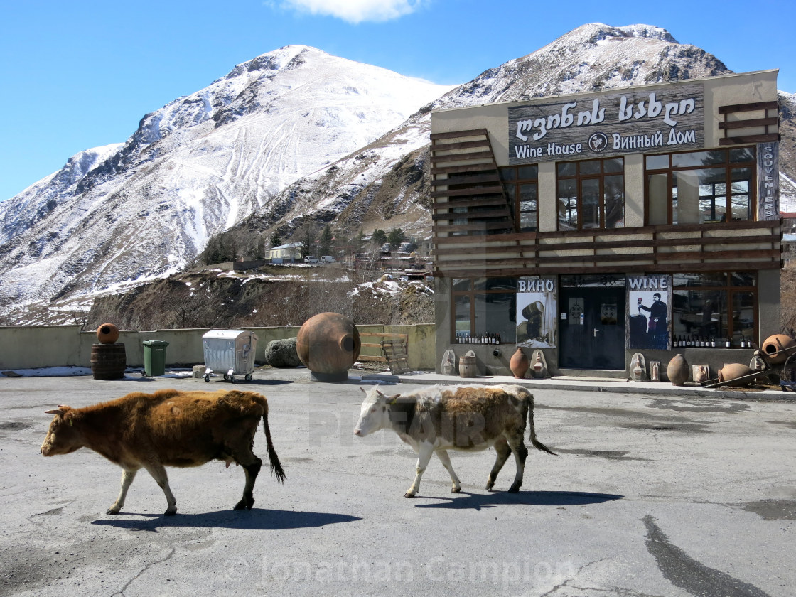 "Cows in Kazbegi, Georgia" by Jonathan Campion - $7.37 "Cows in Kazbegi, Georgia" stock image