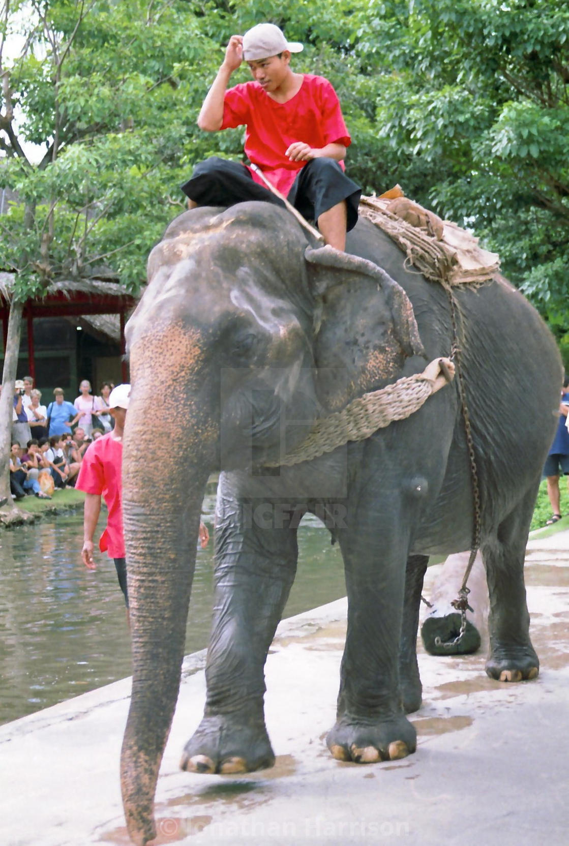 "Elephant pulling a log, Roast Garden, Bangkok" stock image