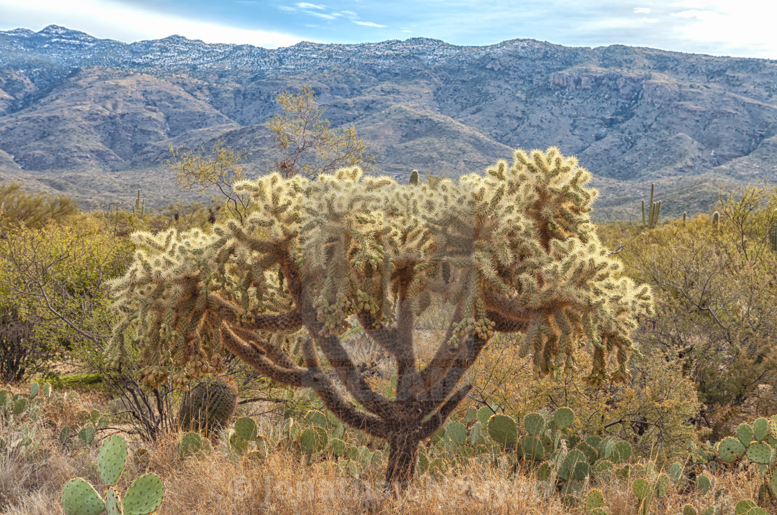 "chained-fruit cholla" stock image