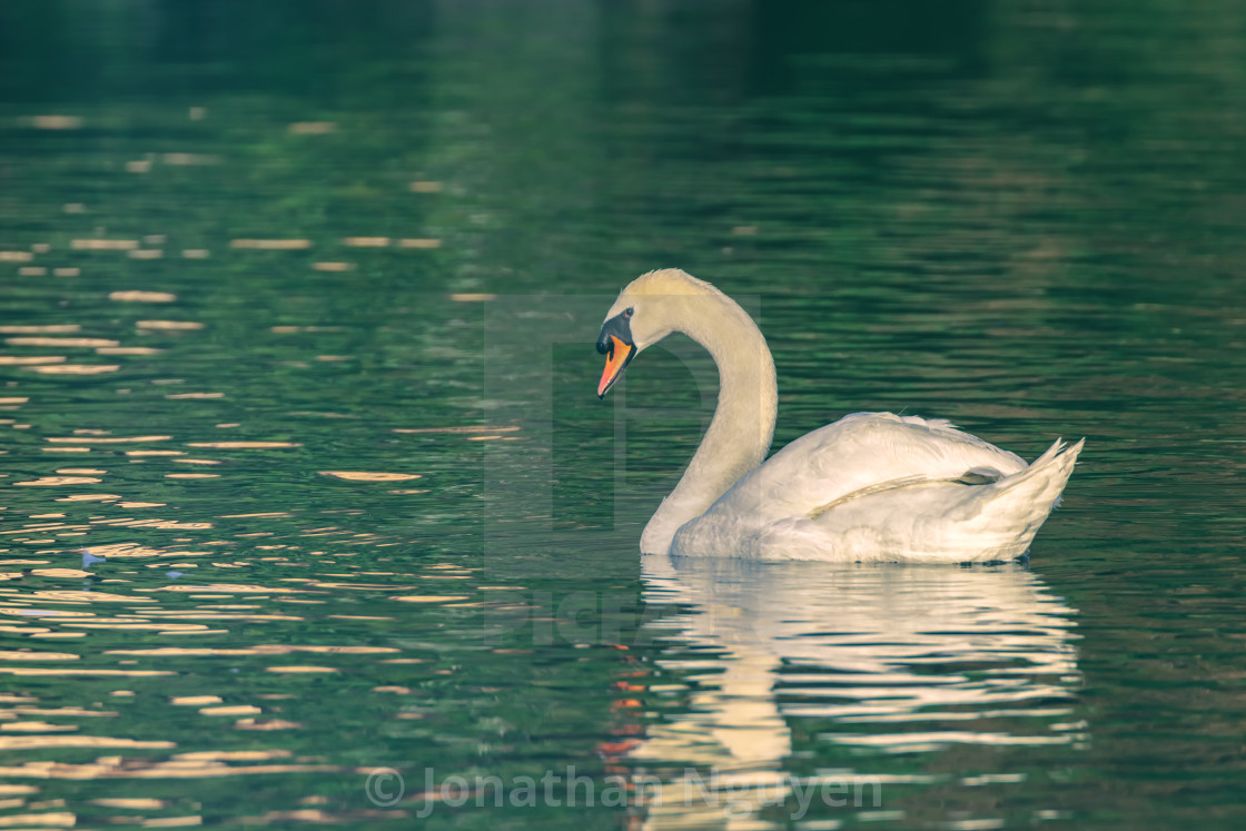 "mute swan" stock image