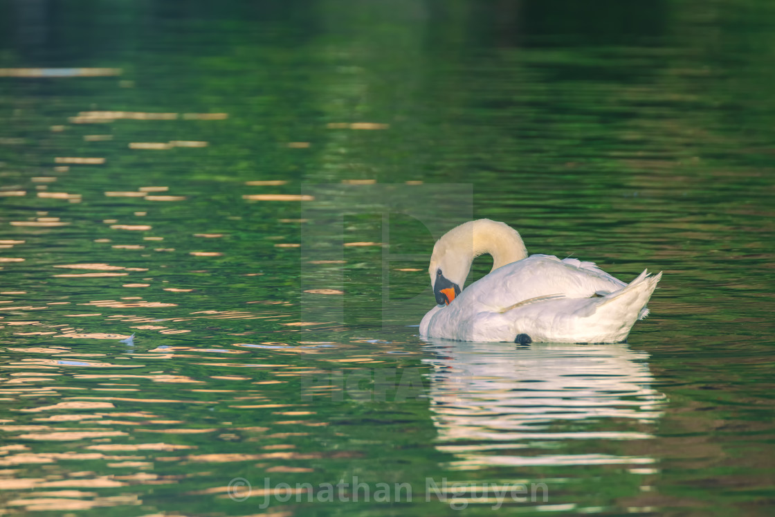 "mute swan 2" stock image