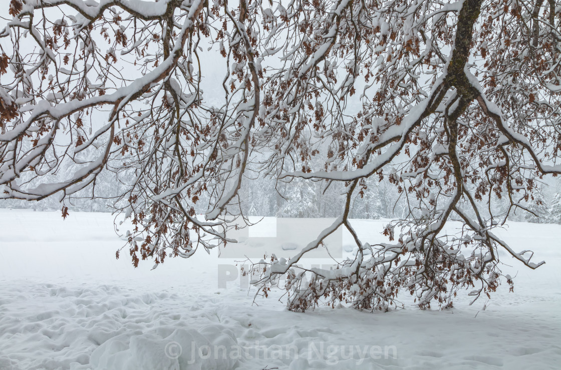 "snow" stock image