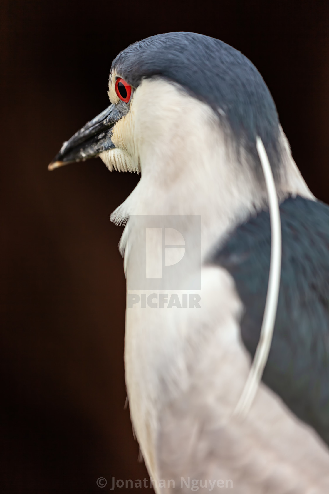 "heron side view" stock image