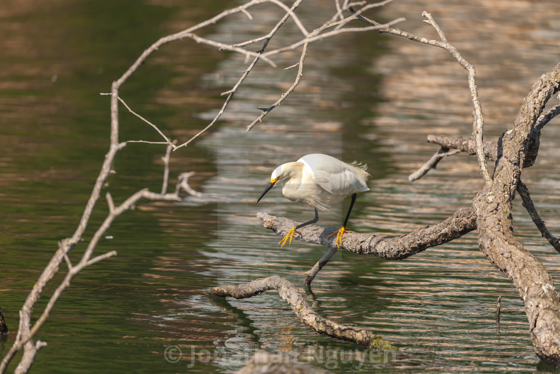 "snowy egret at lake" stock image