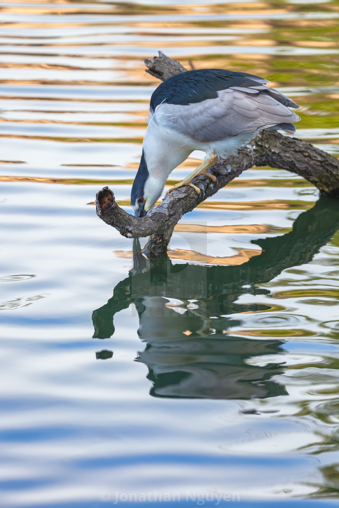 "heron drinking" stock image