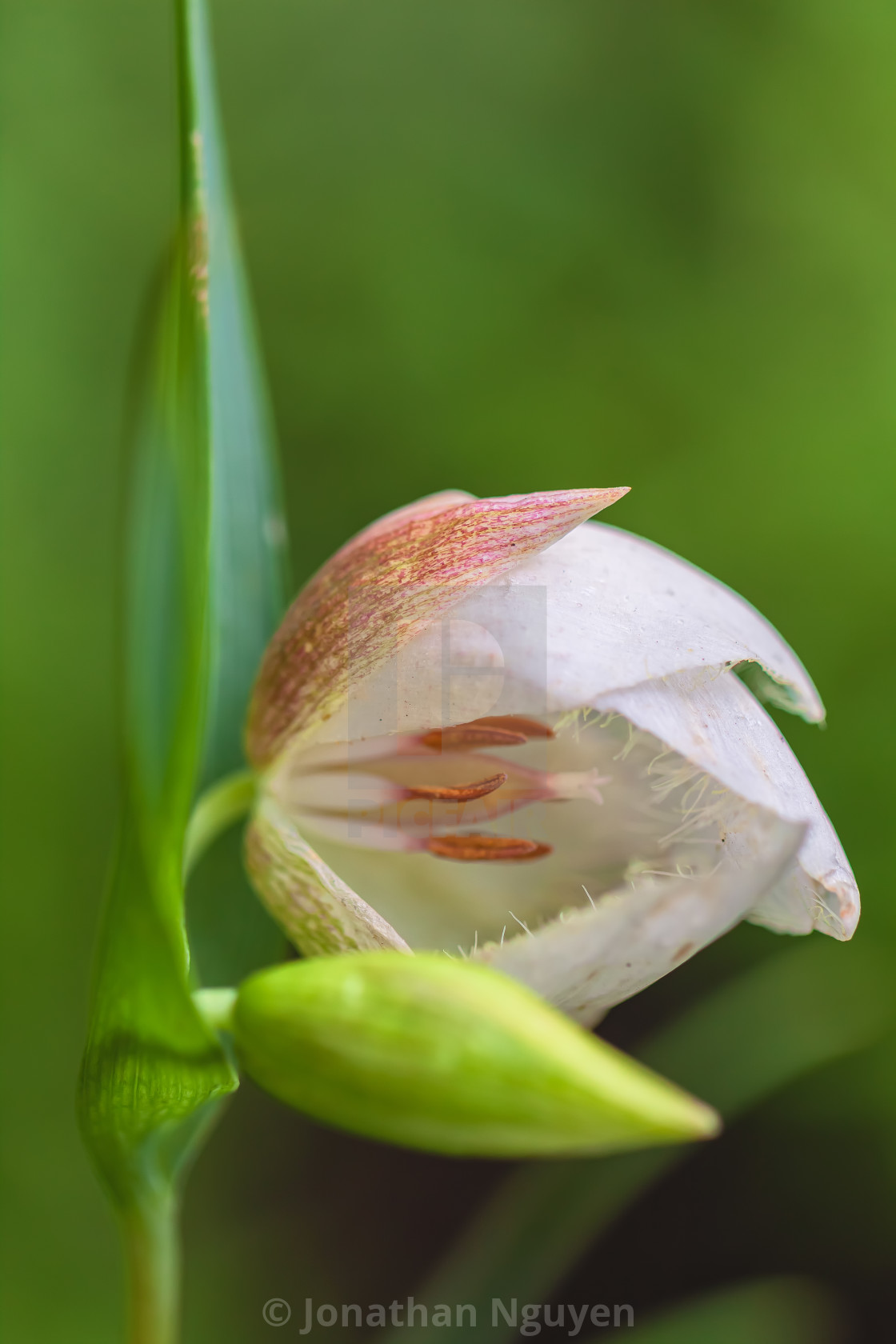 "white lily" stock image