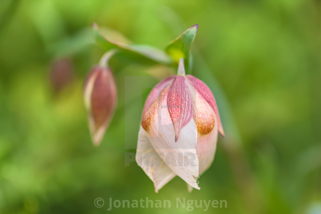 "white lily 2" stock image