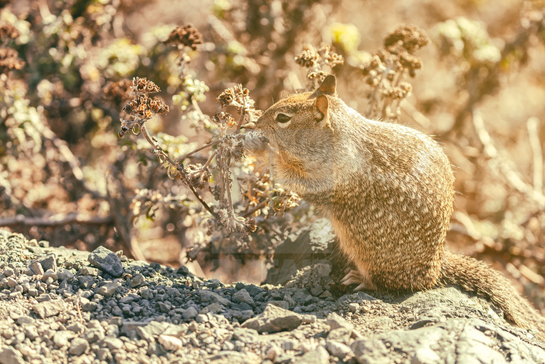 "squirrel eating" stock image