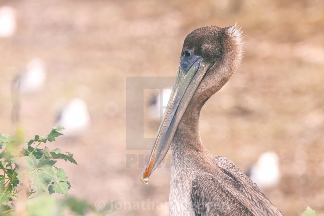 "brown pelican portrait" stock image