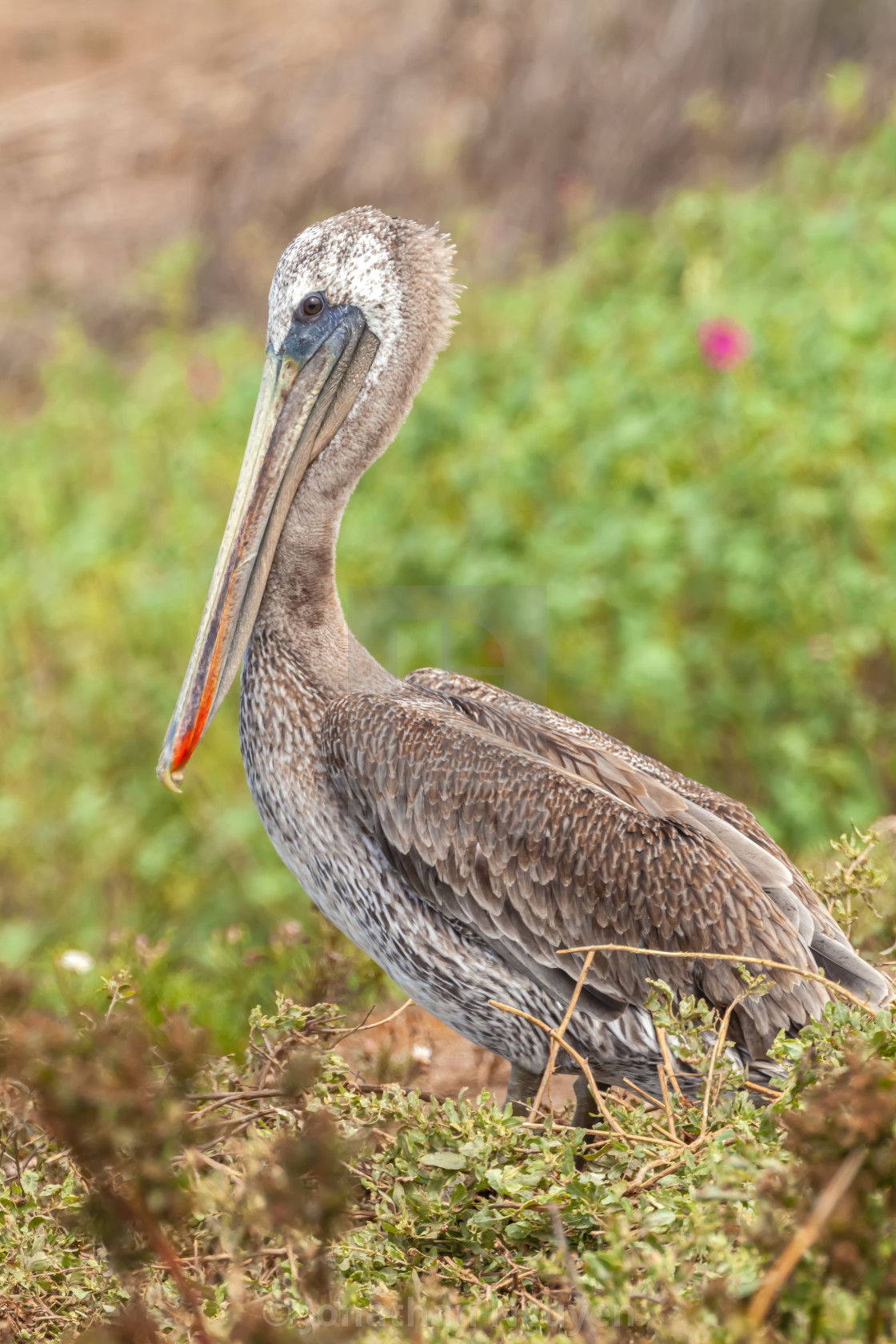 "brown pelican portrait" stock image