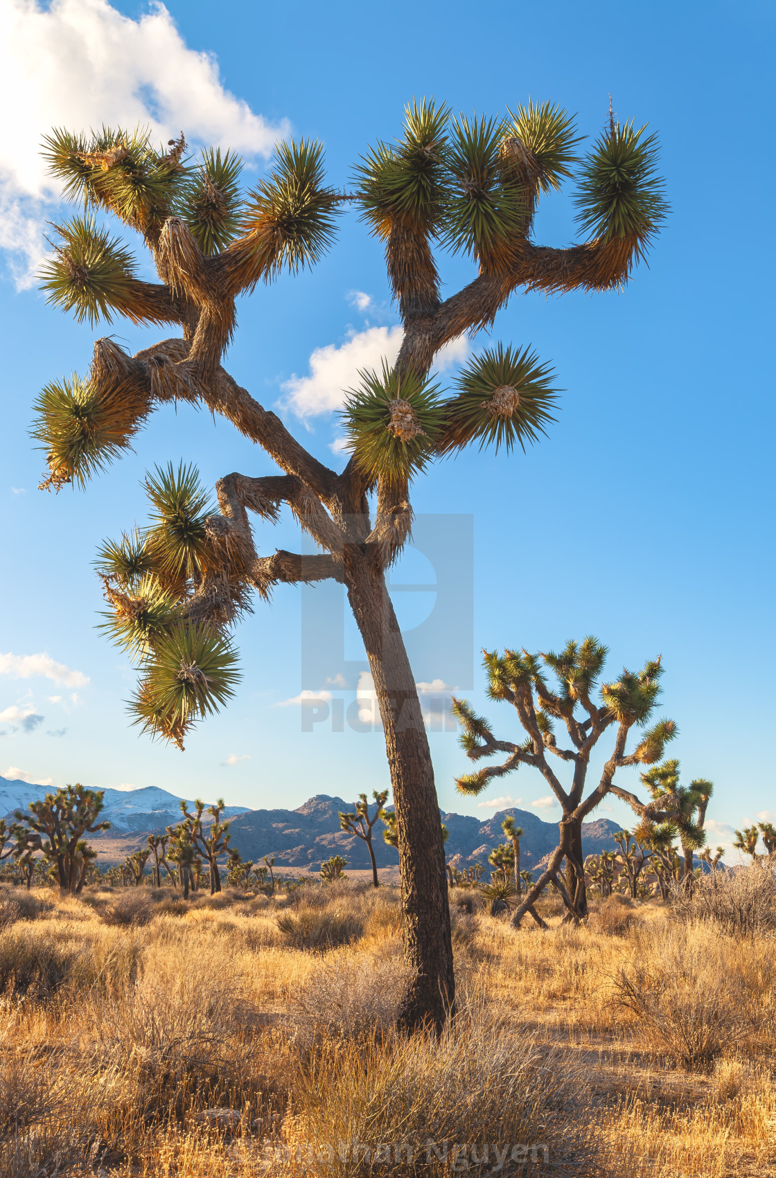 "joshua yucca evening" stock image