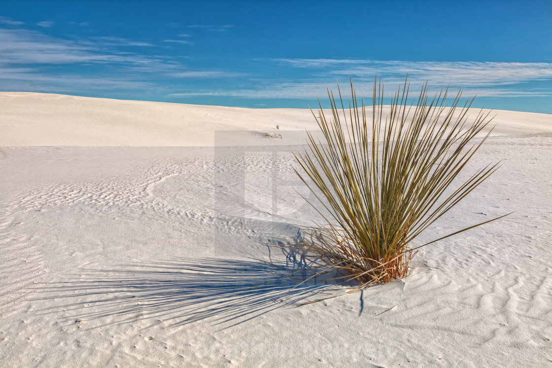 "lone yucca" stock image